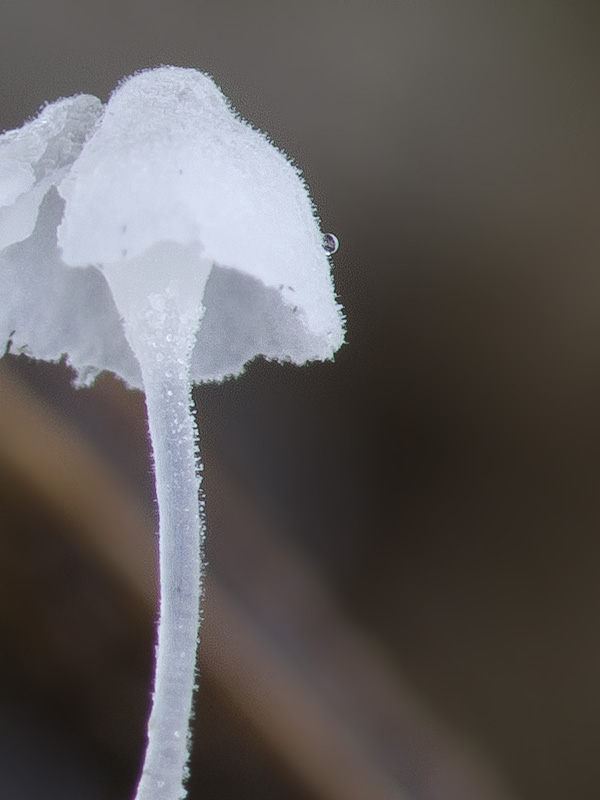 Hemimycena mauretanica var. microcephala